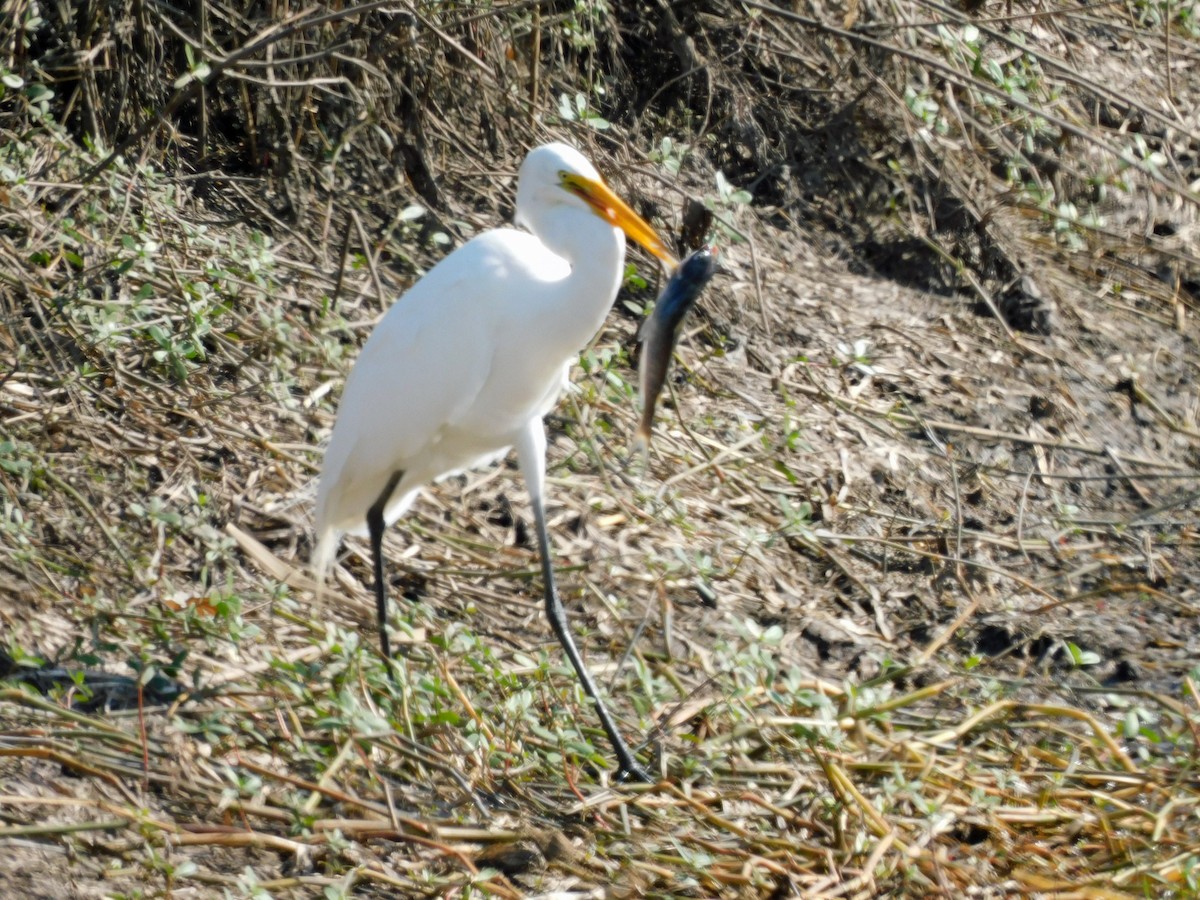 Чапля велика - ML646816848