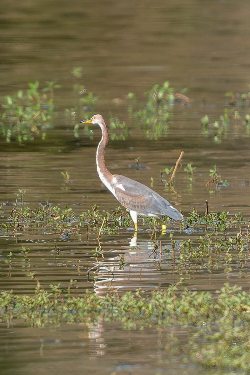 Tricolored Heron - ML646816849