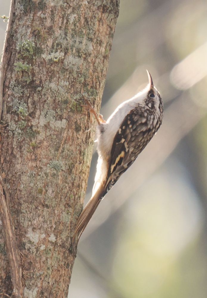 Brown Creeper - ML646816852