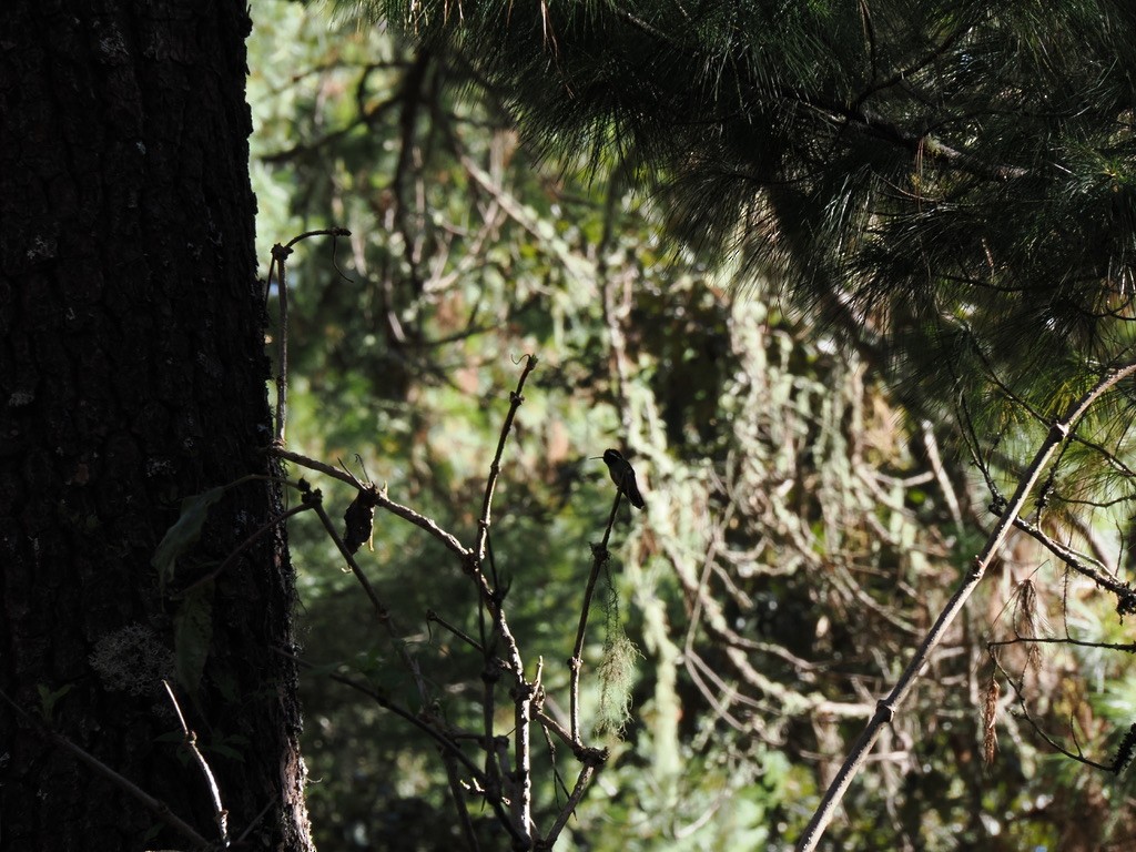 White-eared Hummingbird - ML646816854
