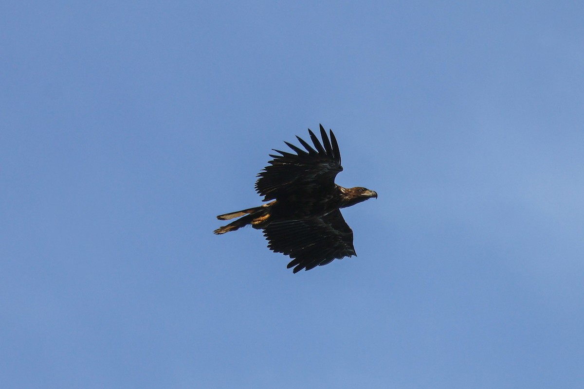 オジロワシ - ML646816860