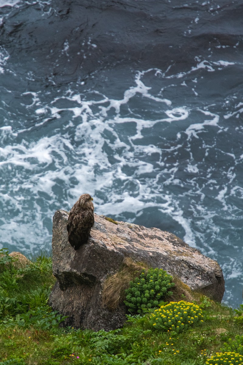 オジロワシ - ML646816861