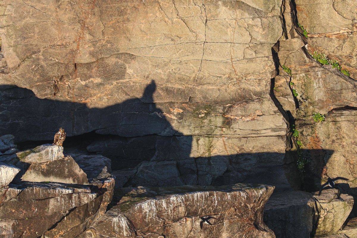 オジロワシ - ML646816862