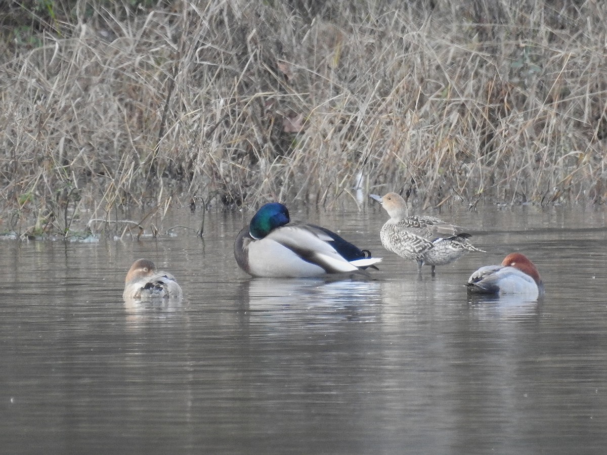 Canard pilet - ML646816875