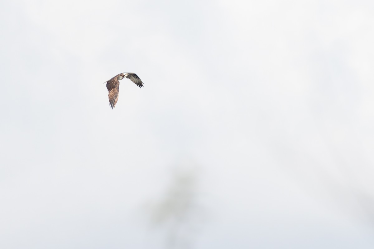 Osprey - ML646816876