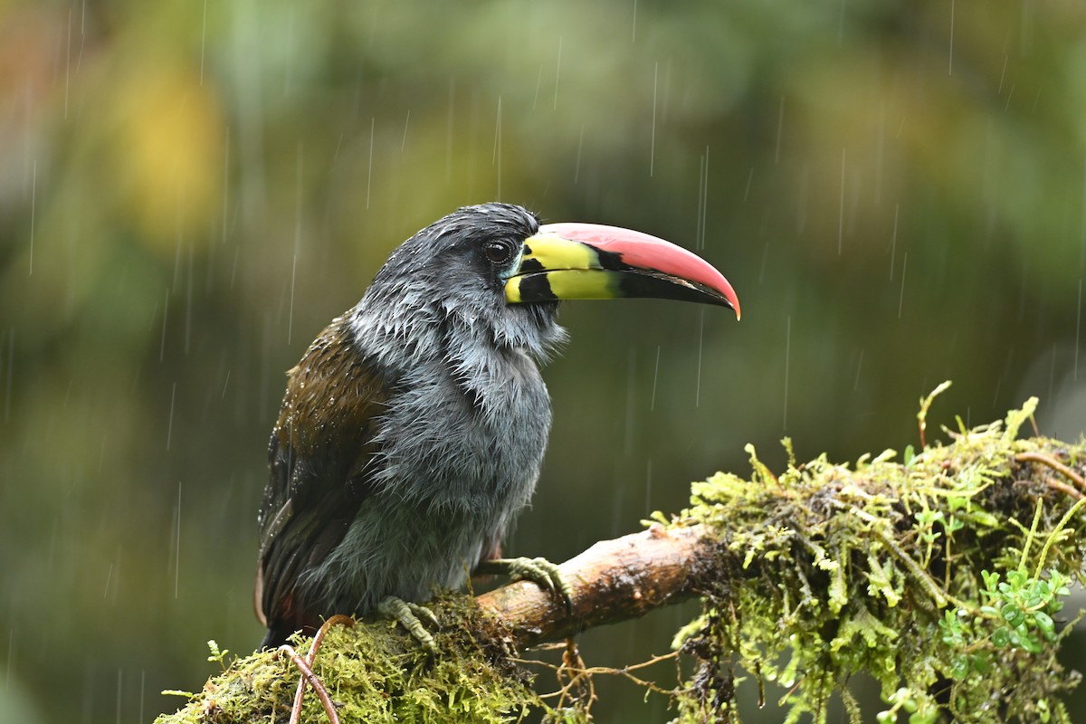 Blautukan - ML646816877