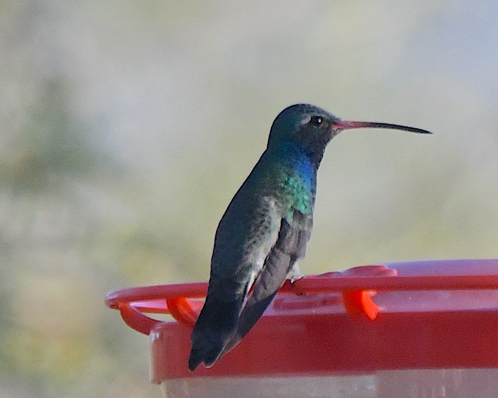 Broad-billed Hummingbird - ML646816878