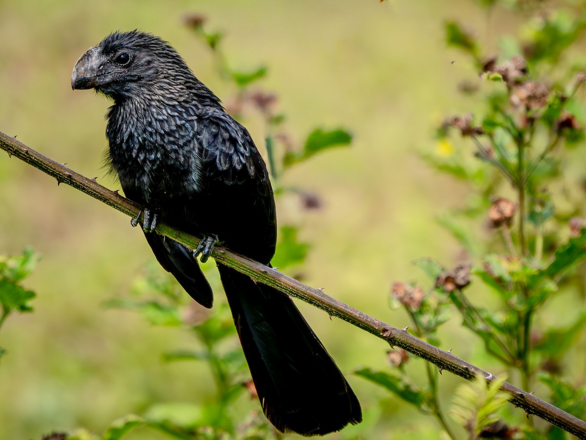 Düz Gagalı Ani - ML646816879