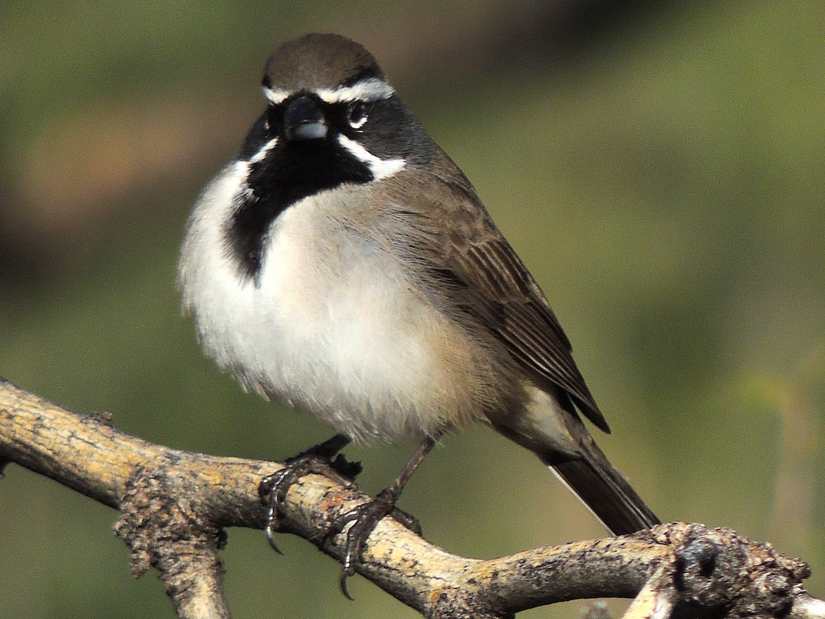 Black-throated Sparrow - ML646816882