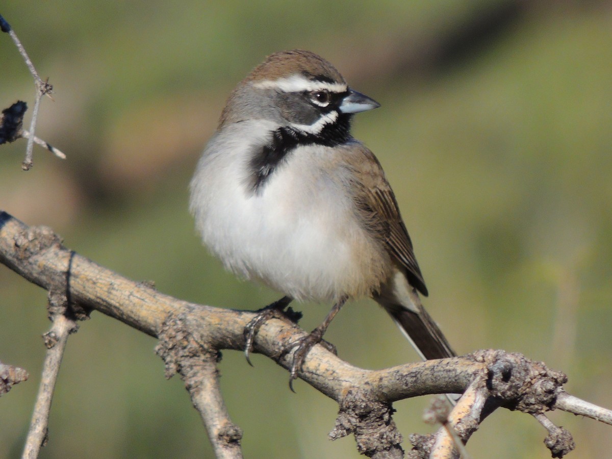 Black-throated Sparrow - ML646816883
