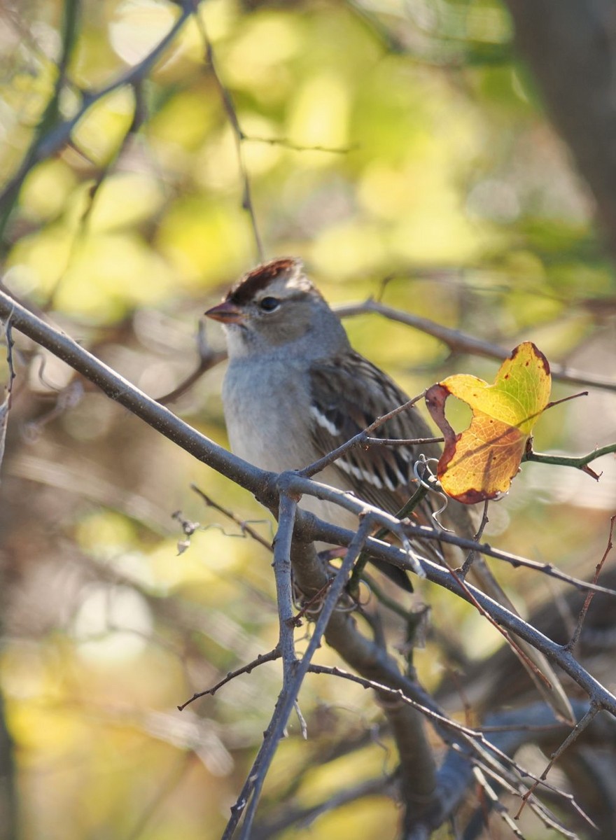 strnadec bělopásý - ML646816885