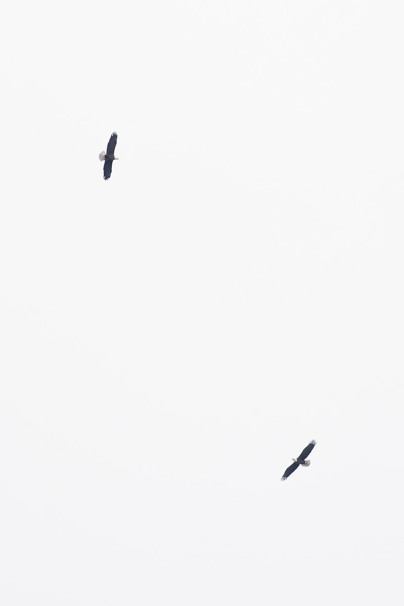 Bald Eagle - ML646816889