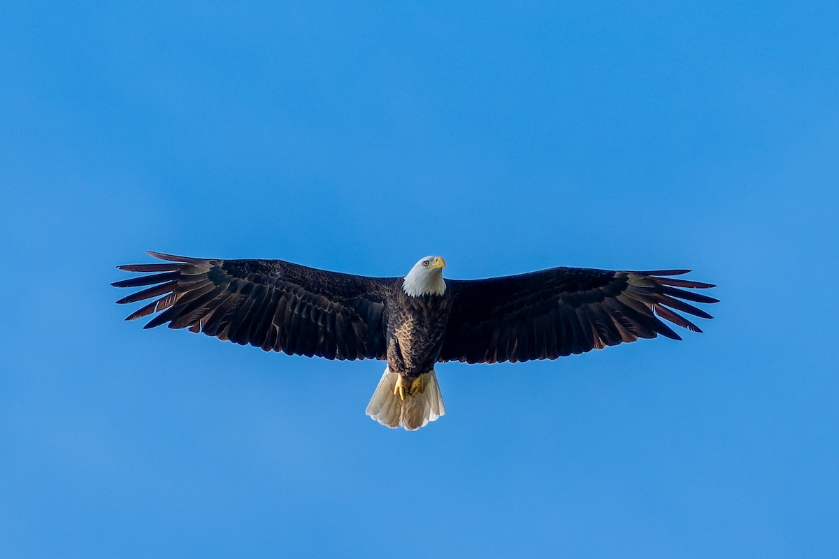 Bald Eagle - ML646816891