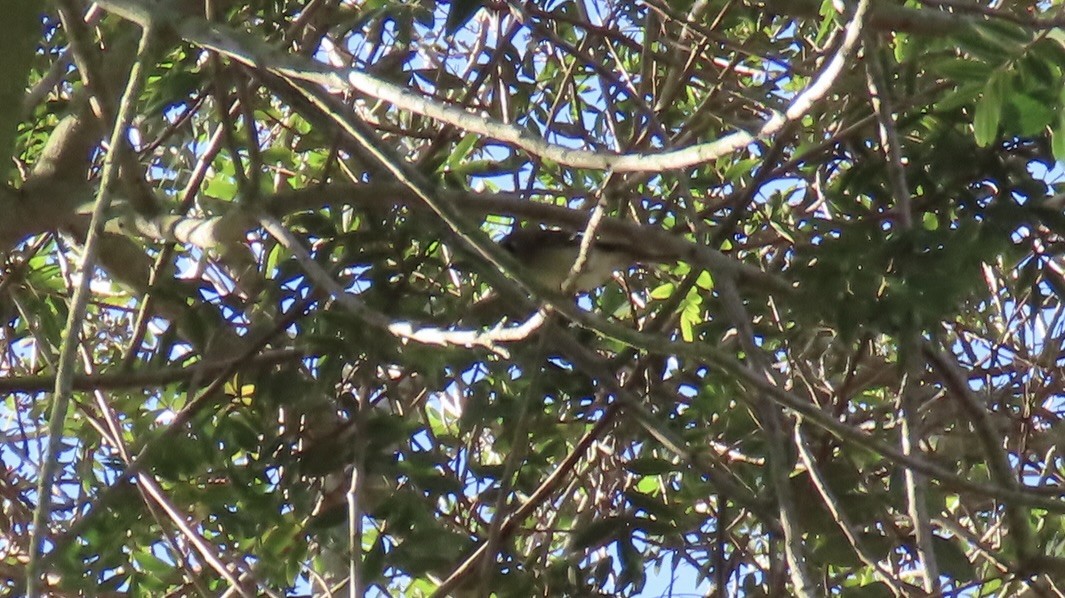 Ruby-crowned Kinglet - ML646816894