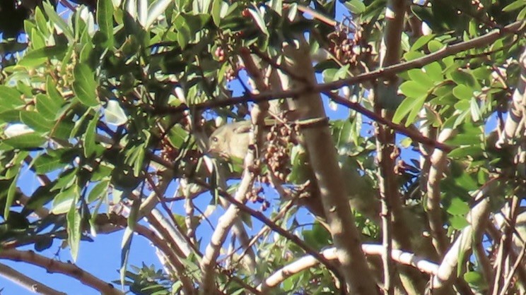 Ruby-crowned Kinglet - ML646816895