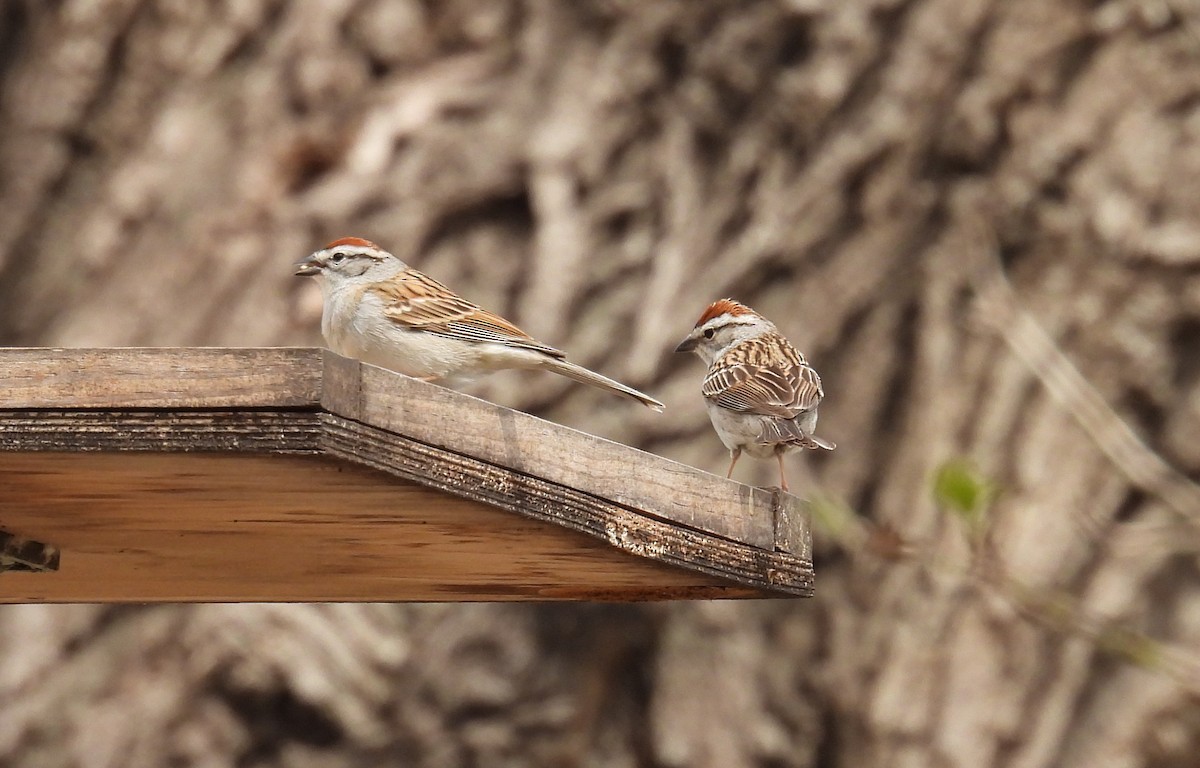 Chipping Sparrow - ML646816899
