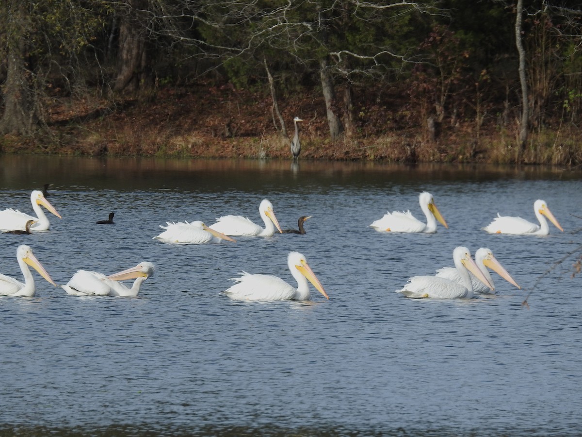 Pélican d'Amérique - ML646816900