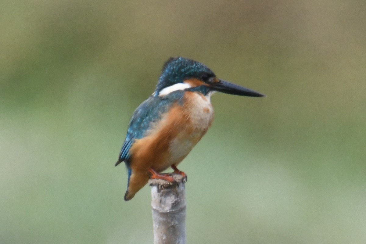 Eisvogel - ML646816902