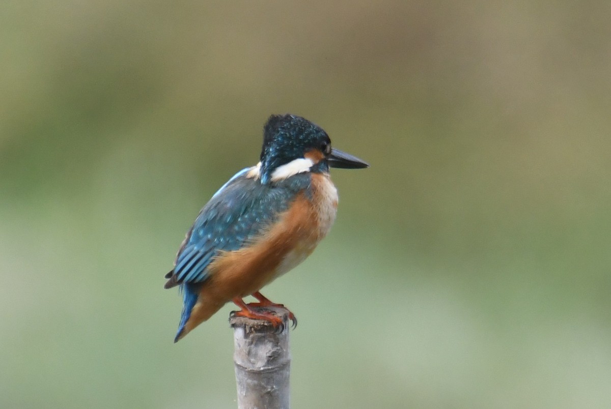 Eisvogel - ML646816903