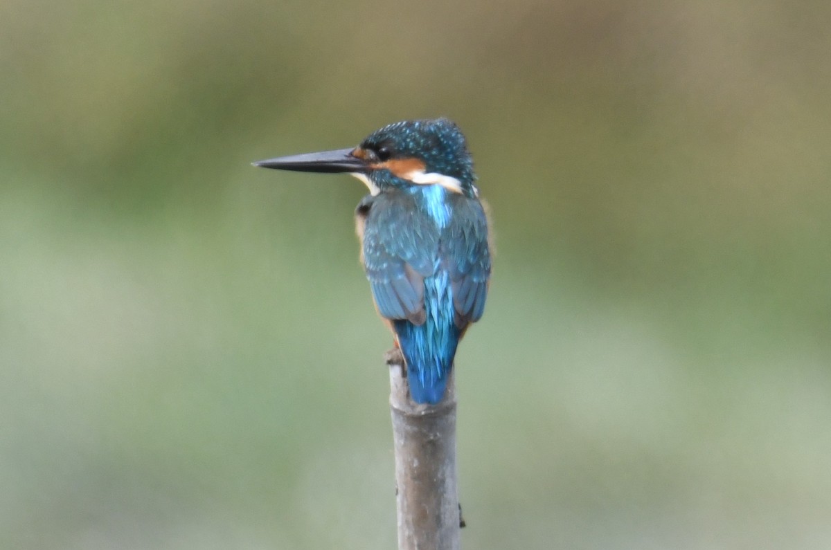 Eisvogel - ML646816904