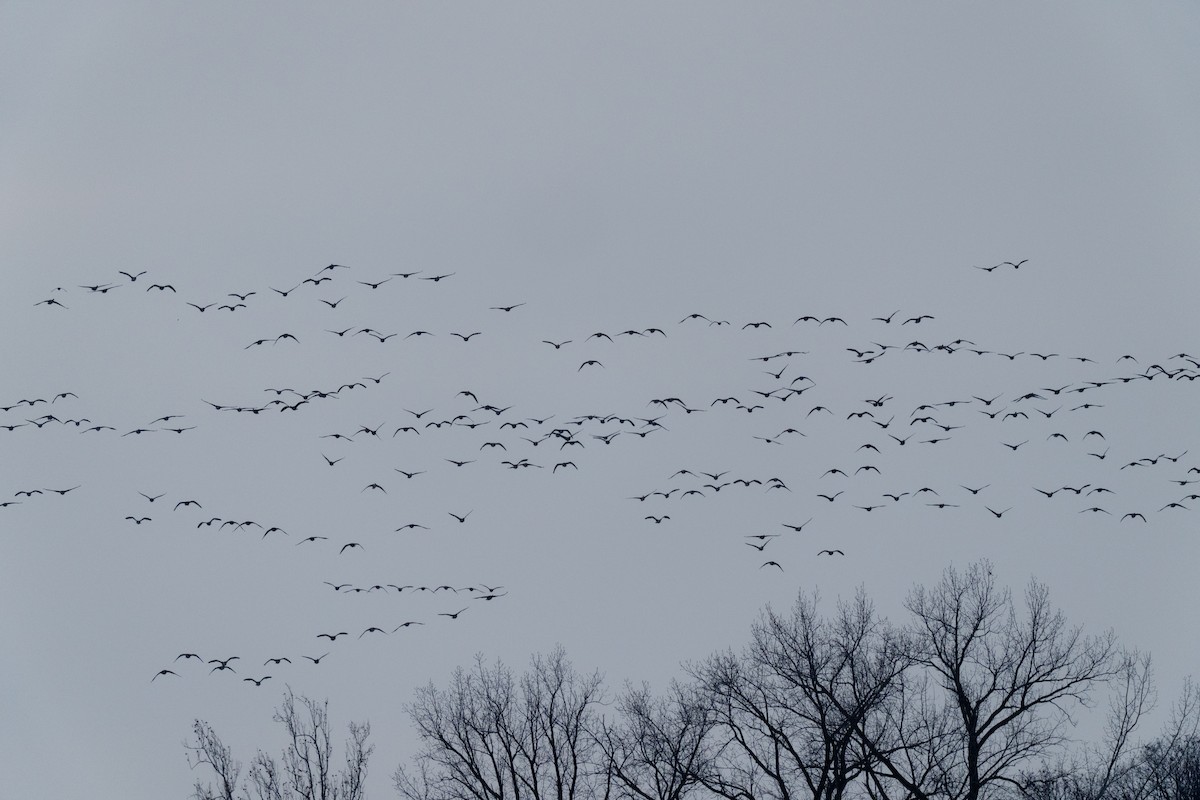 Canada Goose - ML646816905