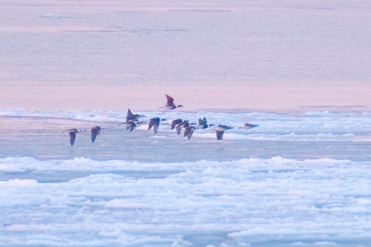 Long-tailed Duck - ML646816906