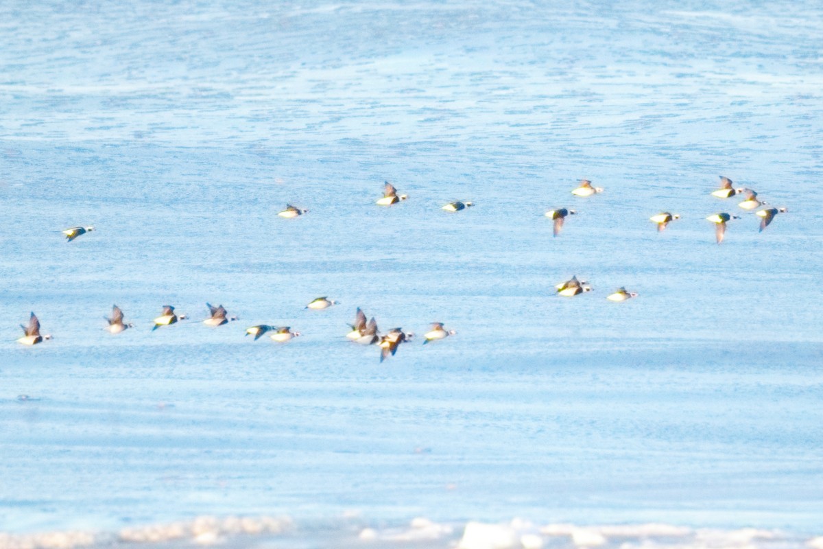 Long-tailed Duck - ML646816907