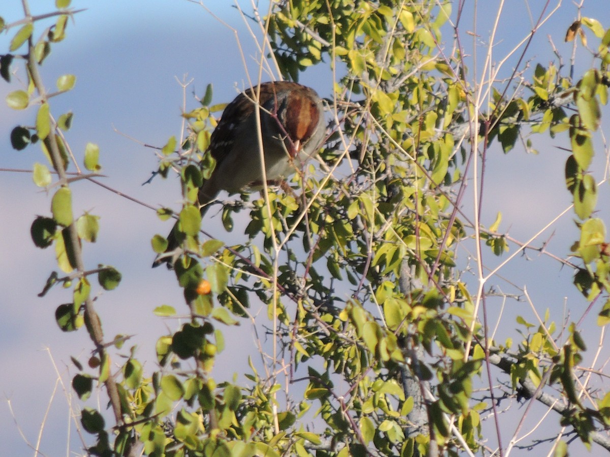 Chingolo Coroniblanco - ML646816910