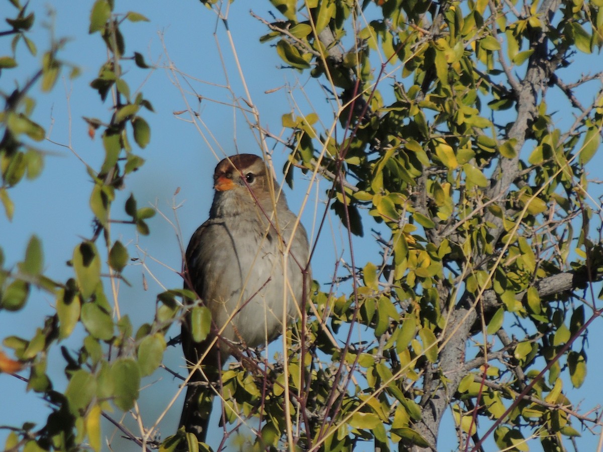 Chingolo Coroniblanco - ML646816911