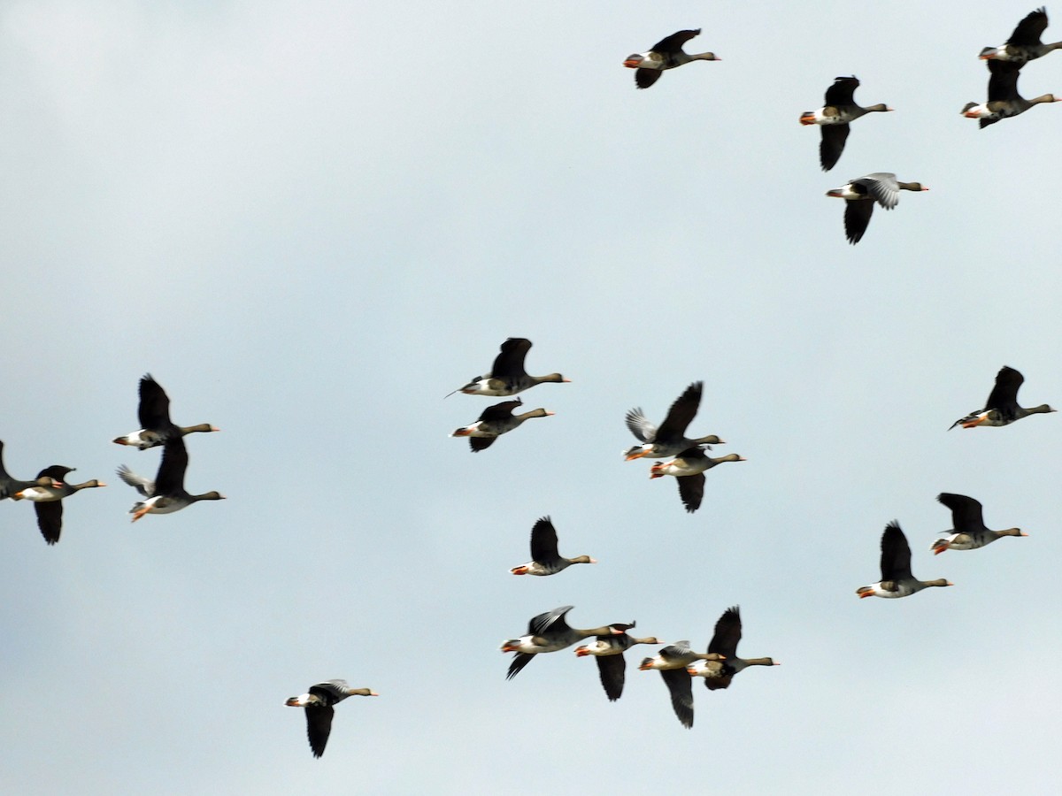 Гуска білолоба - ML646816912