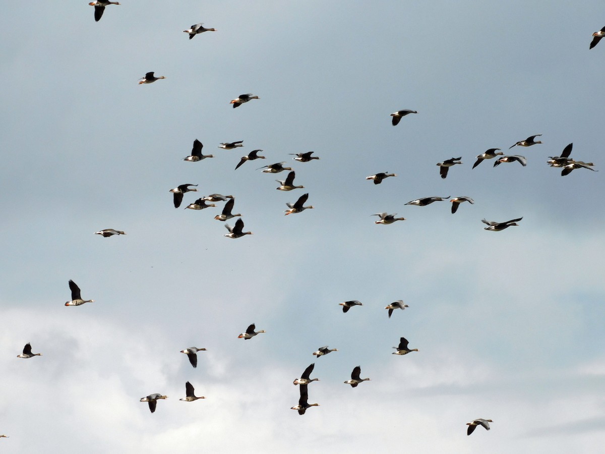 Гуска білолоба - ML646816913