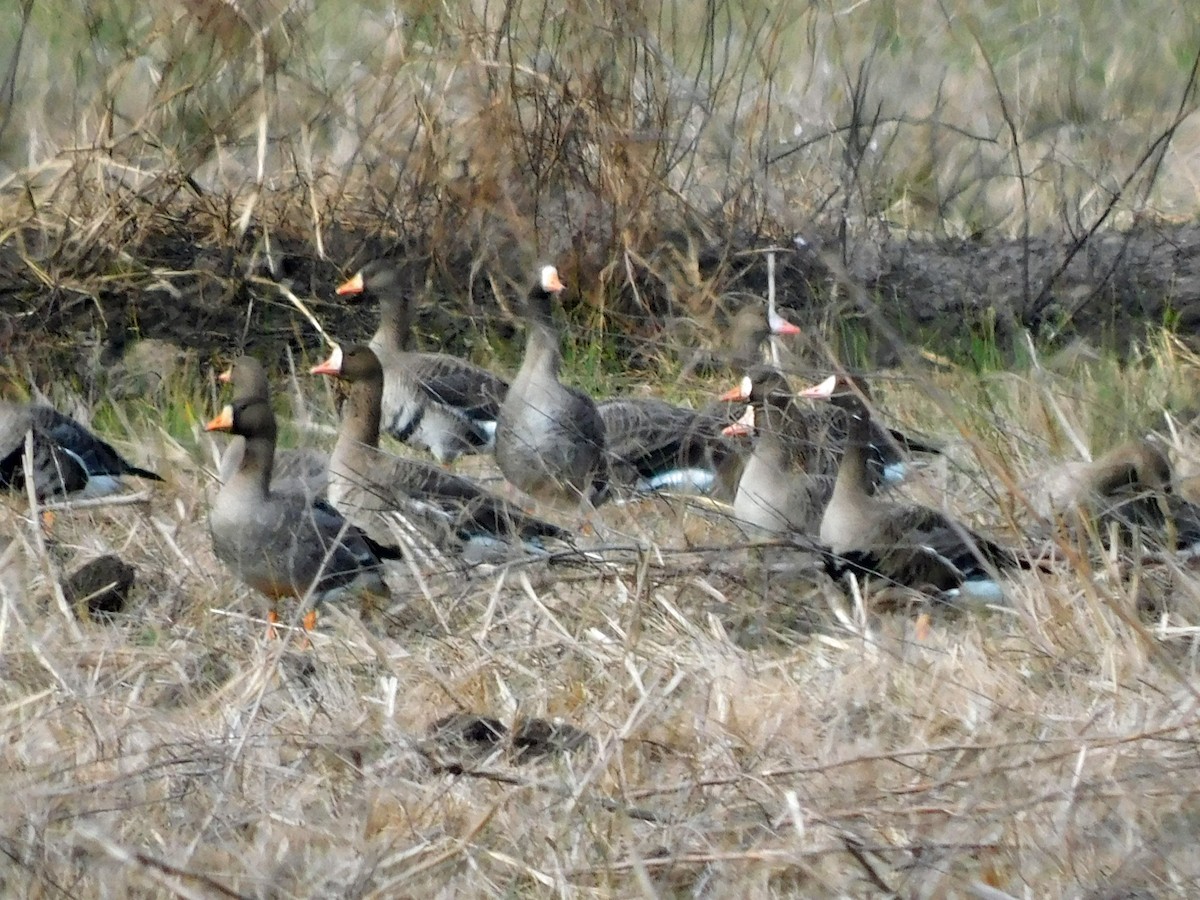 Гуска білолоба - ML646816914