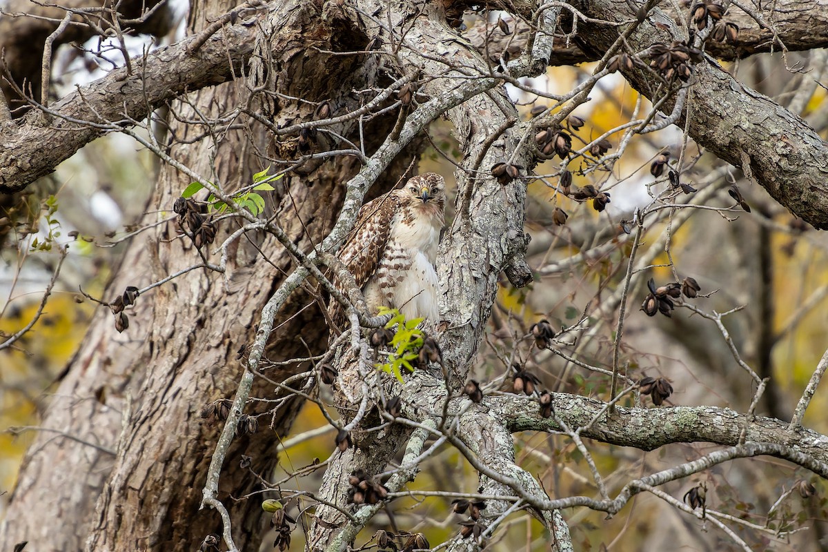 Red-tailed Hawk - ML646816915