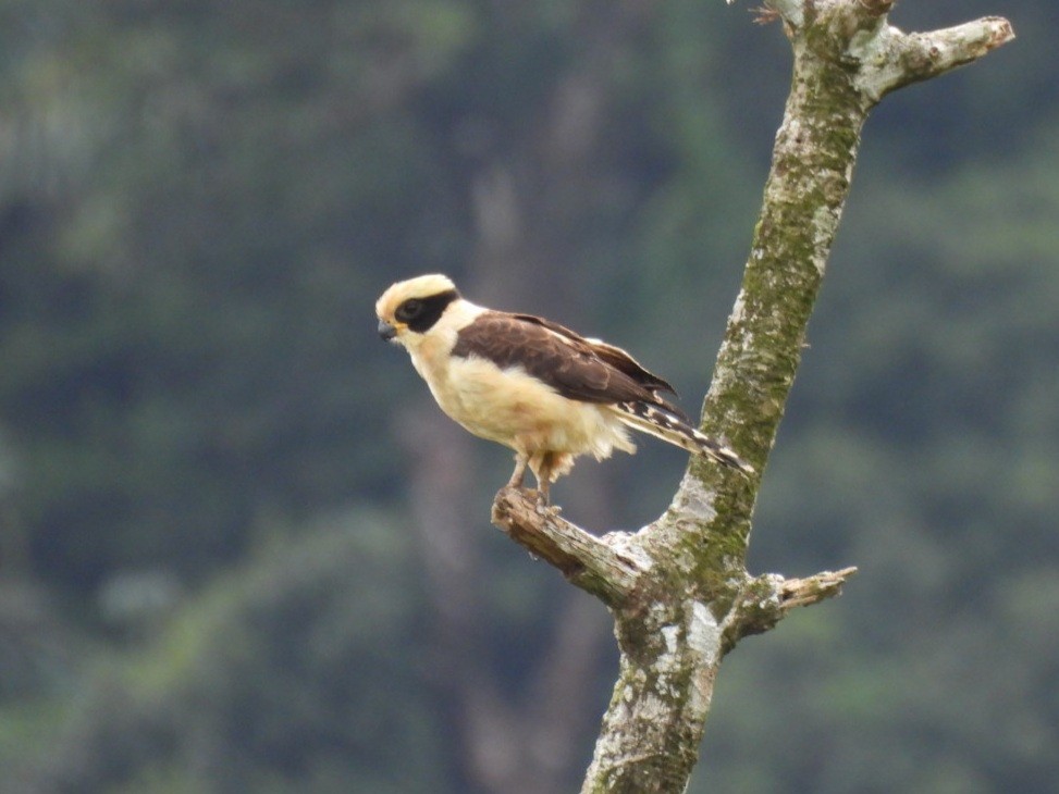 Laughing Falcon - ML646816916