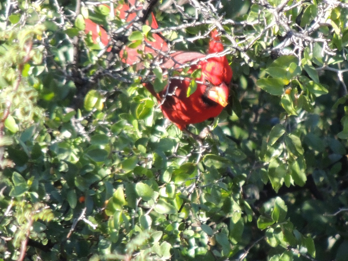 Cardenal Norteño - ML646816917
