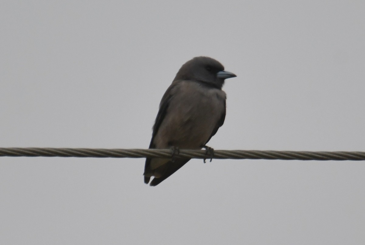 Grauschwalbenstar - ML646816919