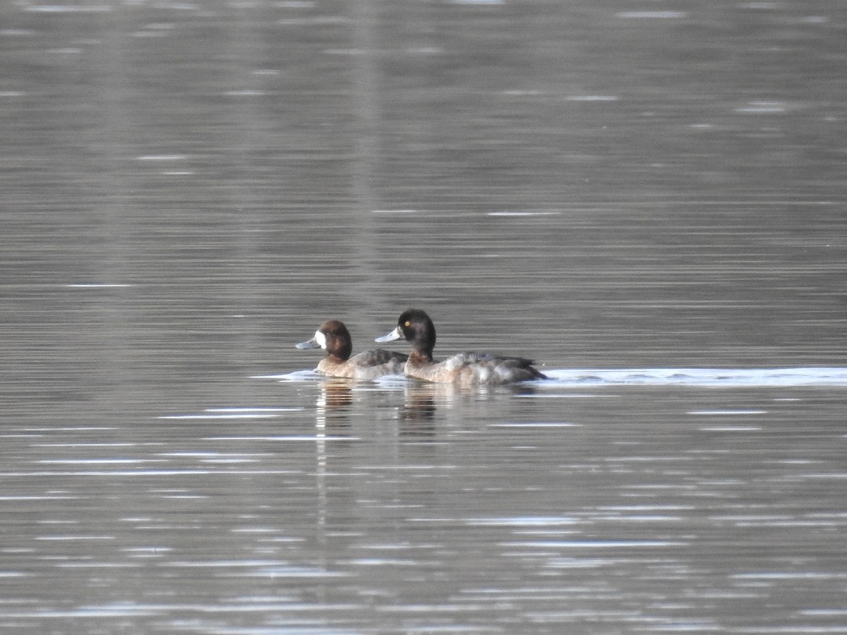 Petit Fuligule - ML646816925