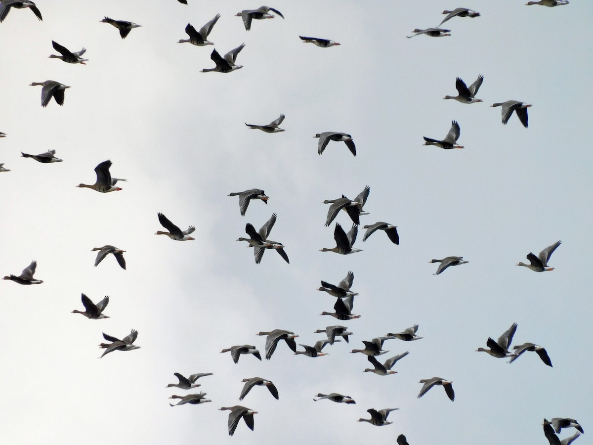 Гуска білолоба - ML646816926