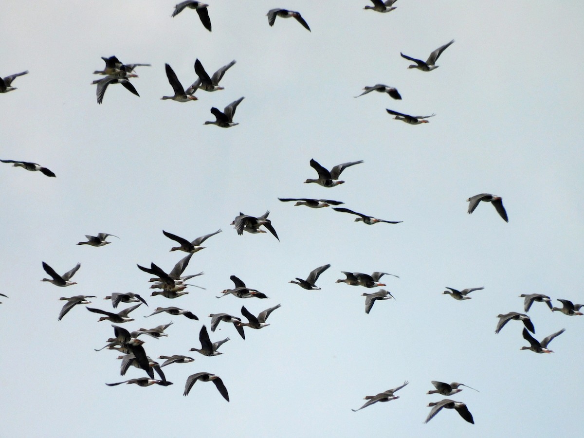 Гуска білолоба - ML646816927