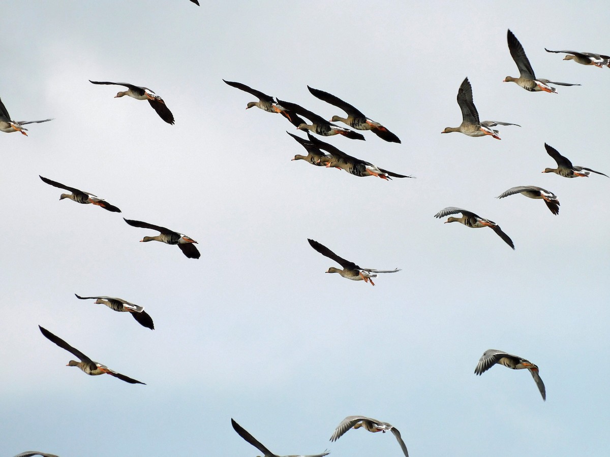 Гуска білолоба - ML646816928