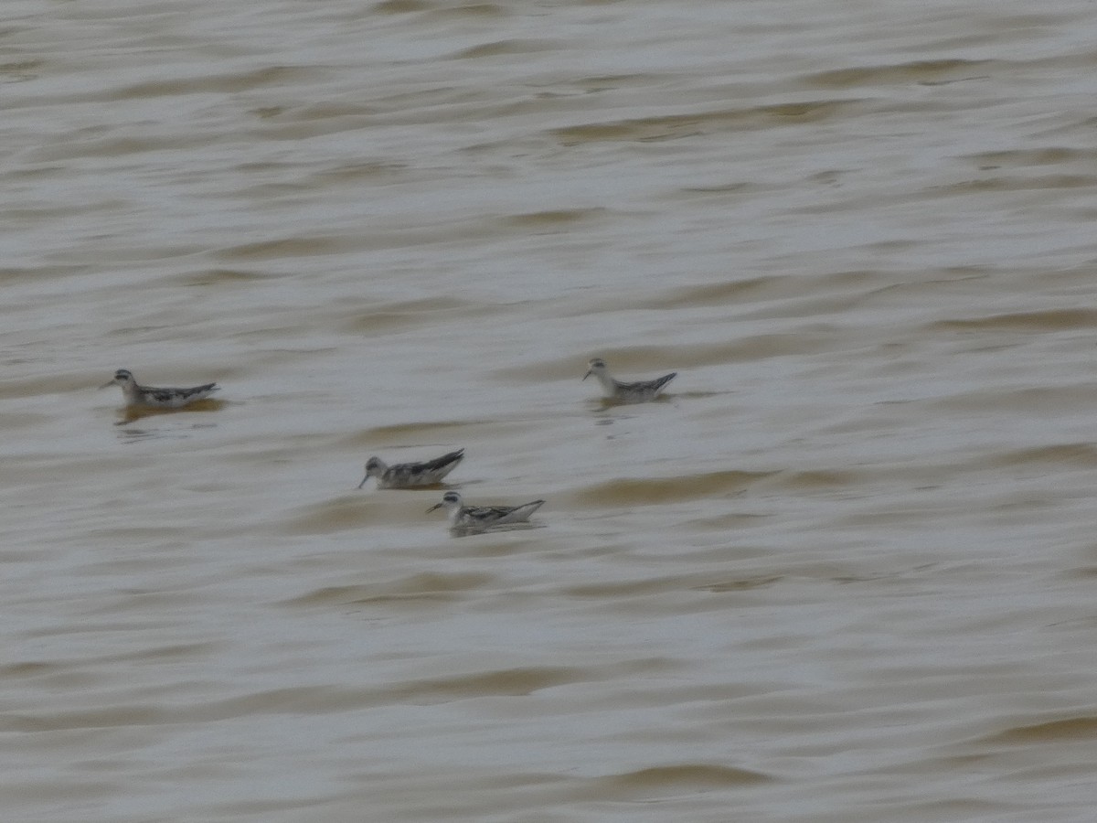 Red-necked Phalarope - ML646816929