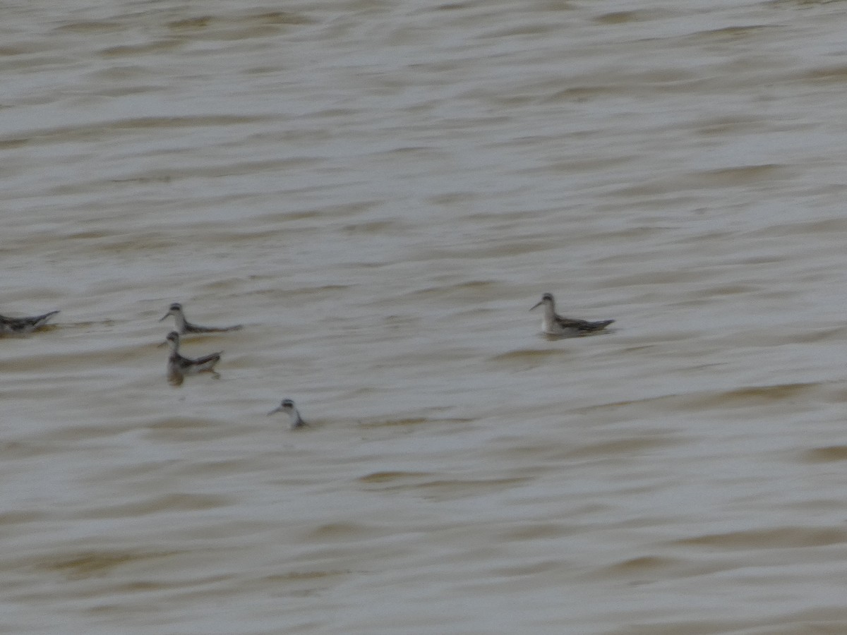 Red-necked Phalarope - ML646816930