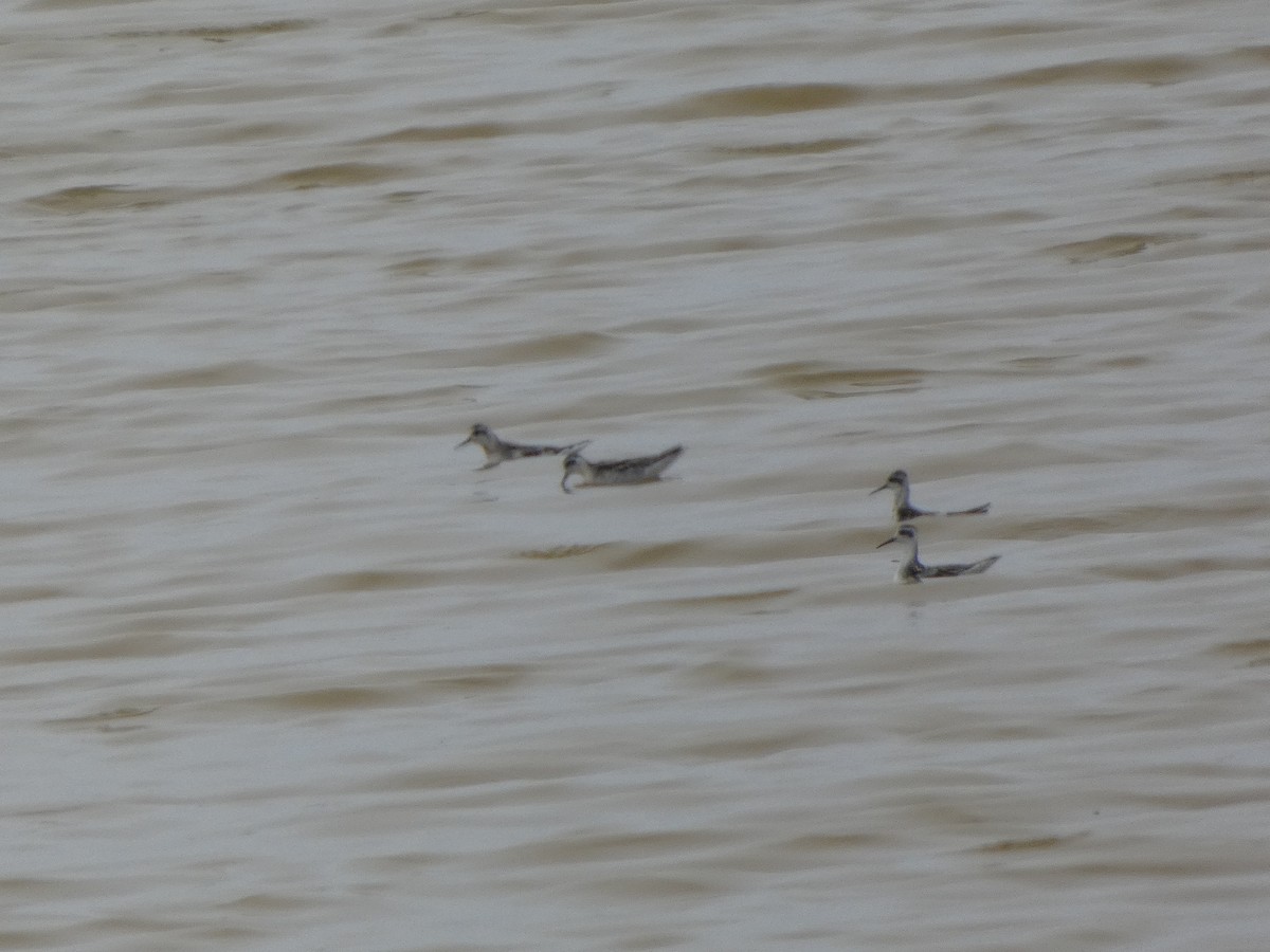 Red-necked Phalarope - ML646816931