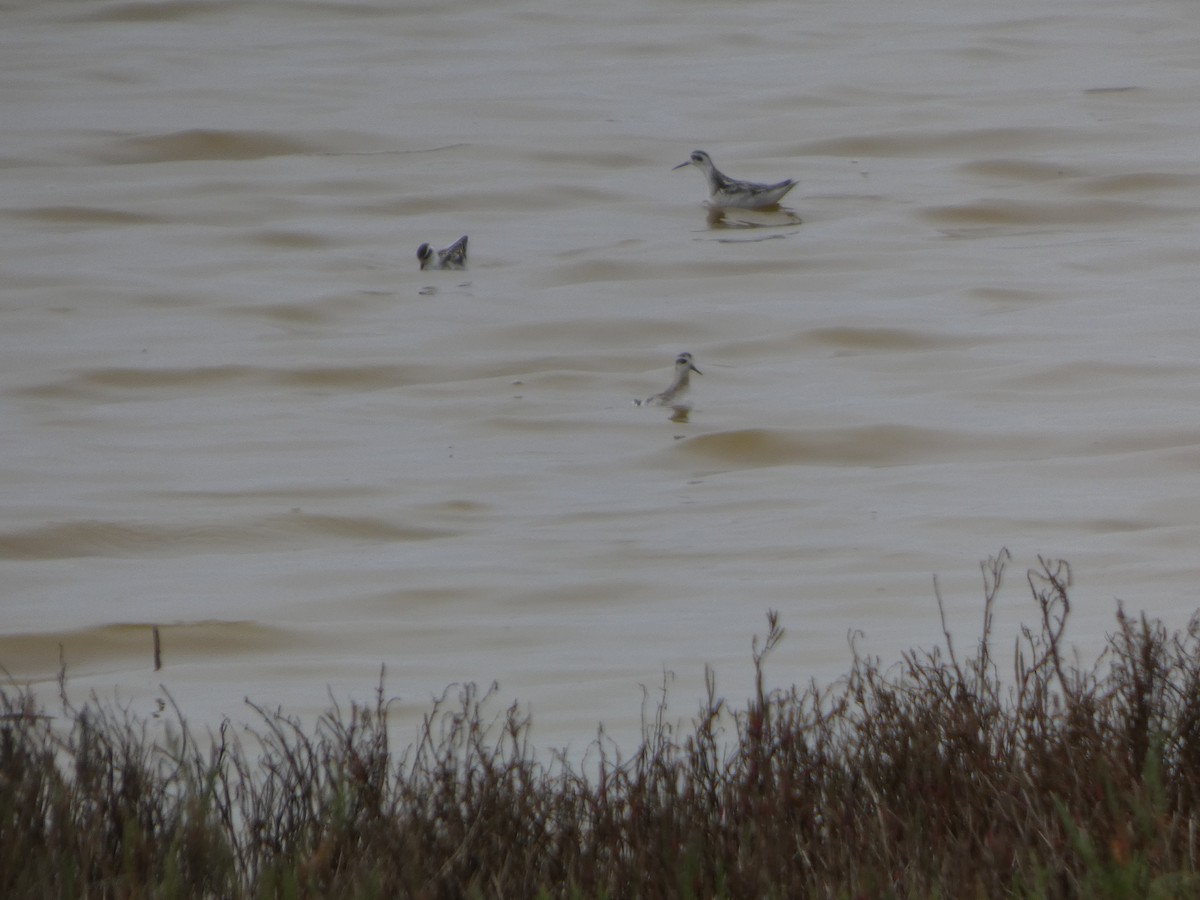 Red-necked Phalarope - ML646816932