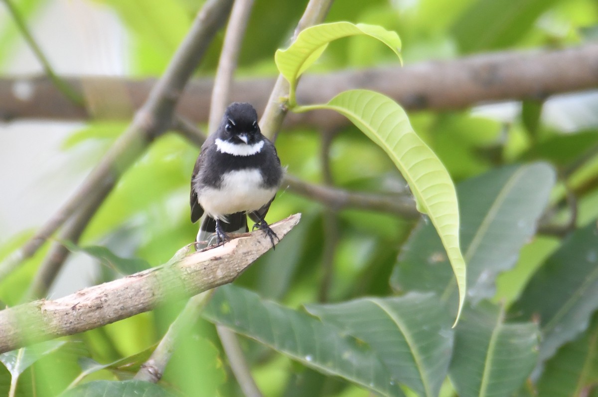 Malaienfächerschwanz - ML646816933