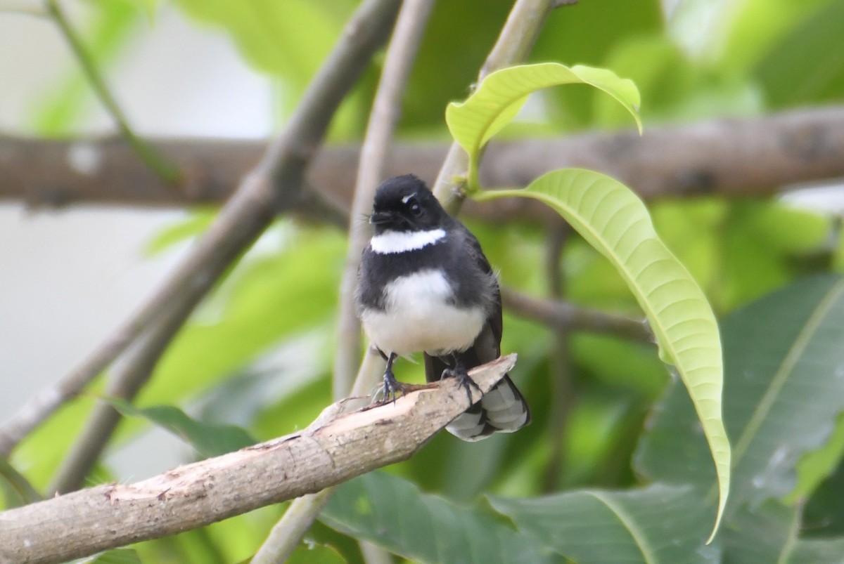 Malaienfächerschwanz - ML646816934