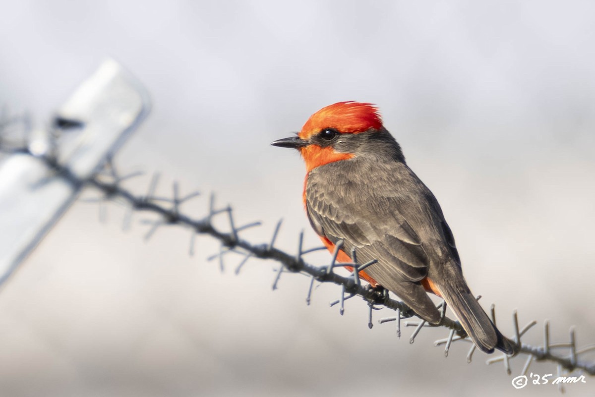 Vermilion Flycatcher - ML646816935