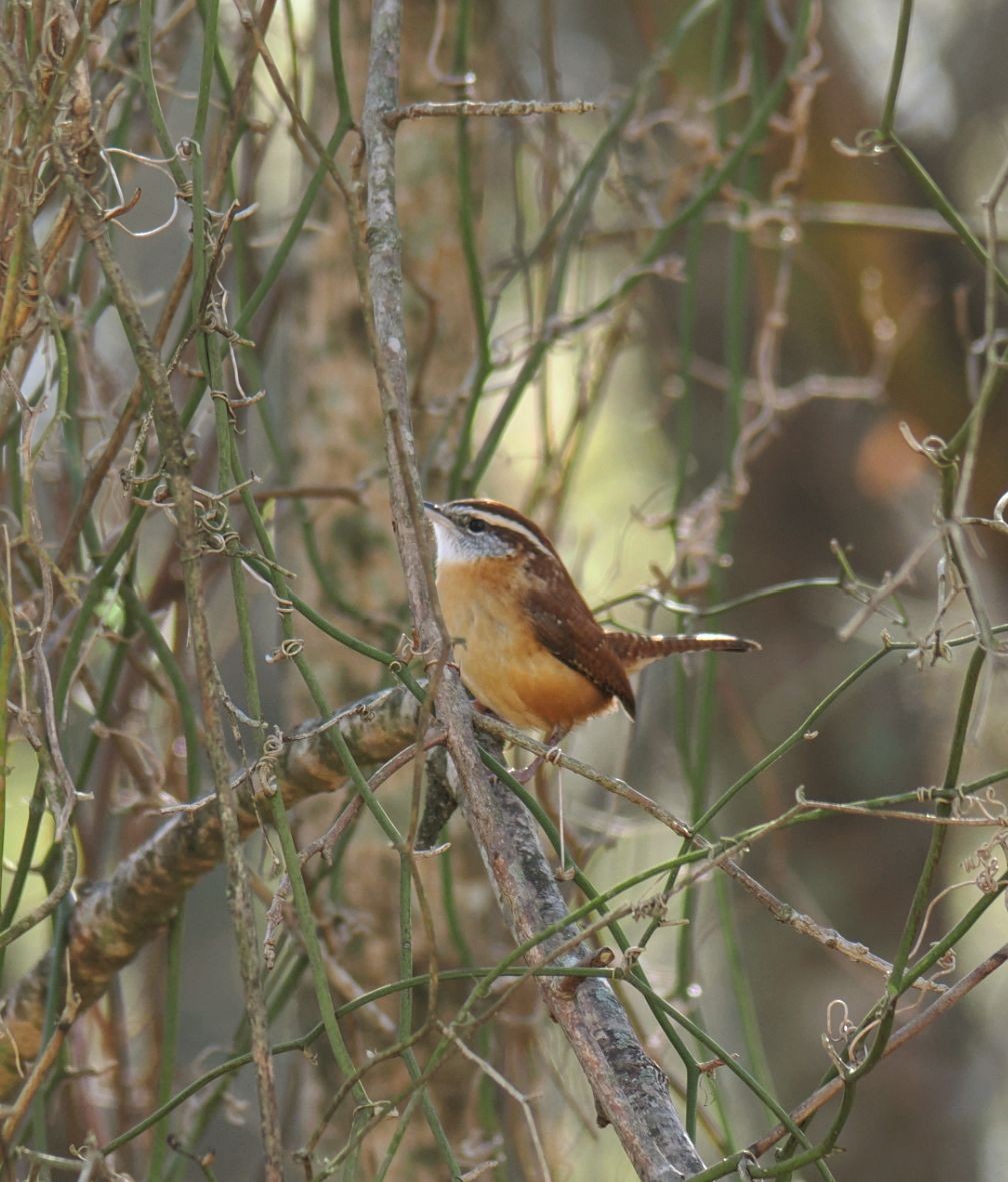 střízlík karolínský - ML646816941