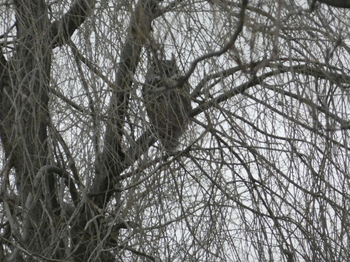 Virginiauhu - ML646816943