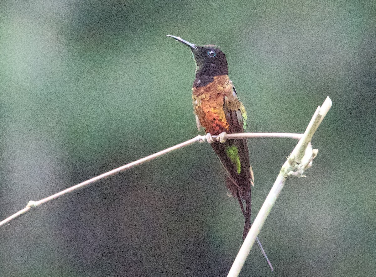 Colibri flamboyant - ML646816944